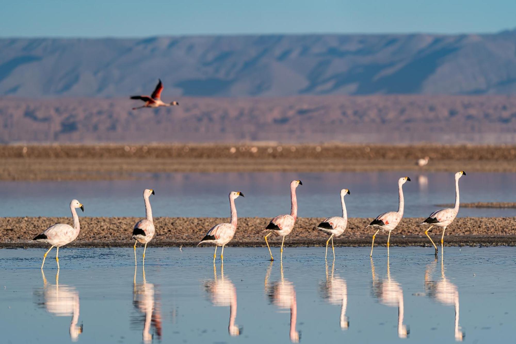 Lodge Ckoi Atacama