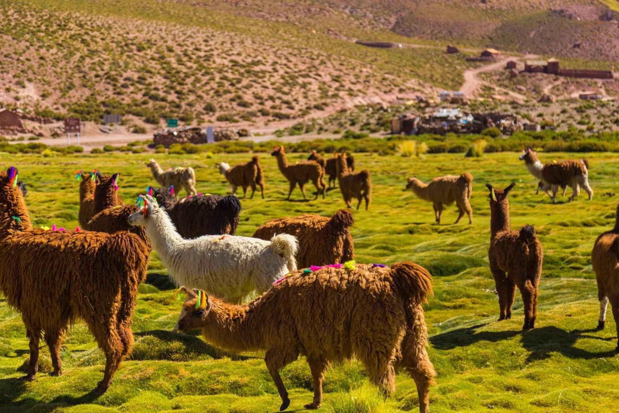 Lodge Ckoi Atacama